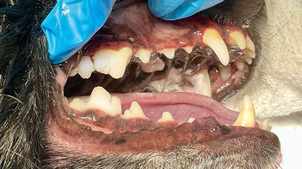 Dog teeth after professional cleaning