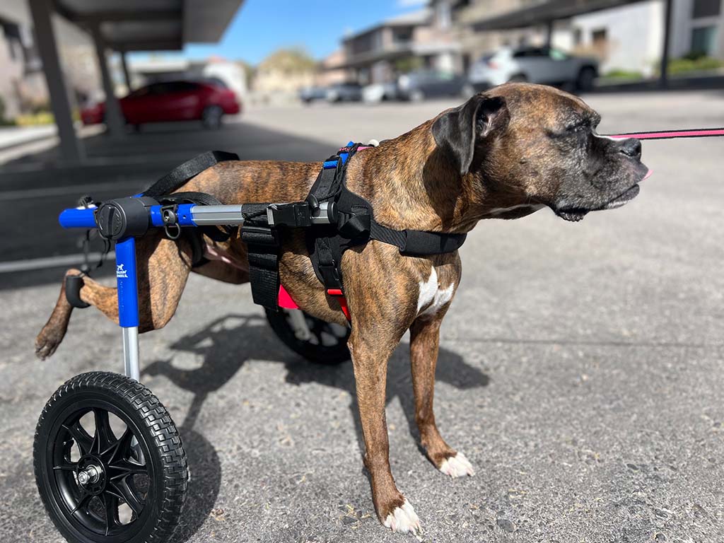 VanVets' mobile veterinarian checking a dog's teeth during a dental exam