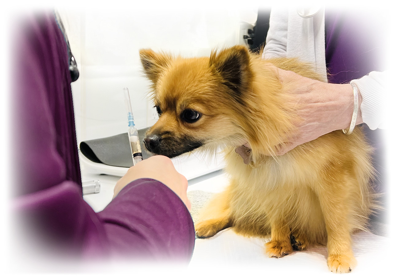 Small dog sniffs a syringe prior to getting a vaccine