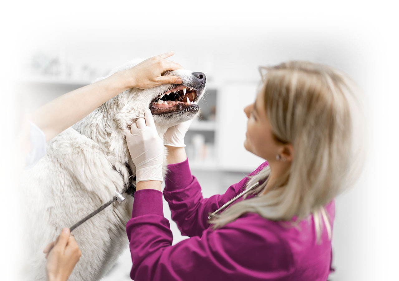 VANVETS dental cleaning service dog with veterinarian