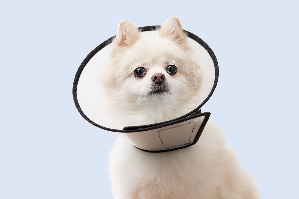 All dogs and cats need preventative medical care in the form of vaccines.