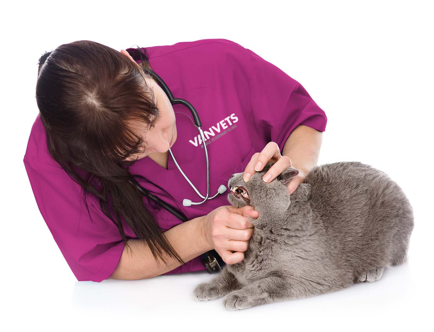 Transparent Pricing for VETLYFT's Cat Check-ups & Mobile Vet Services.